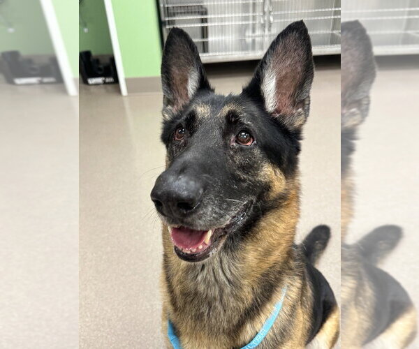 Medium Photo #1 German Shepherd Dog Puppy For Sale in La Porte, IN, USA