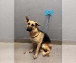 Small German Shepherd Dog Mix