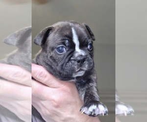 Faux Frenchbo Bulldog Puppy for sale in FT MYERS, FL, USA