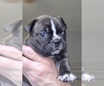Image preview for Ad Listing. Nickname: Litter of 3