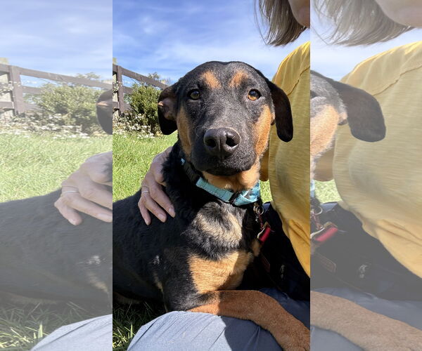 Medium Photo #1 Mutt Puppy For Sale in Sykesville, MD, USA