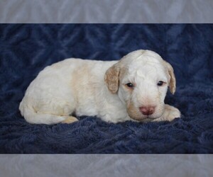Goldendoodle (Miniature) Puppy for sale in NEW MARKET, TN, USA