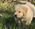 Small Photo #5 Golden Pyrenees Puppy For Sale in WARRENTON, VA, USA