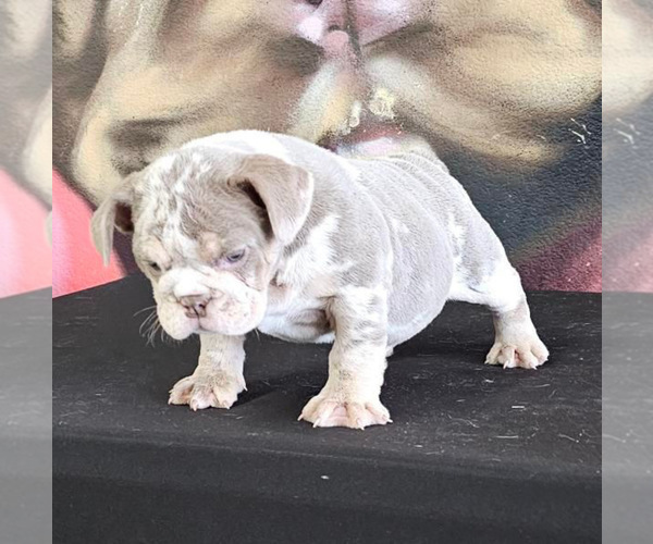 Medium Photo #7 English Bulldog Puppy For Sale in CHICAGO, IL, USA