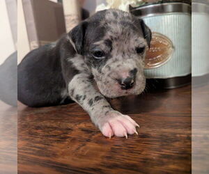 Catahoula Leopard Dog-Unknown Mix Dogs for adoption in Vail, AZ, USA