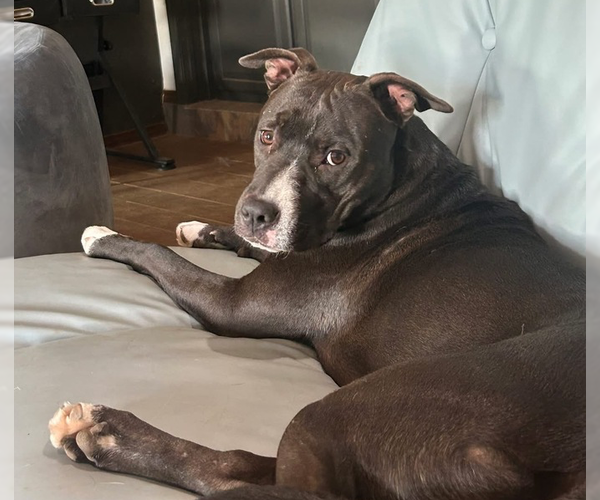 Medium Photo #53 American Pit Bull Terrier-Labrador Retriever Mix Puppy For Sale in OKLAHOMA CITY, OK, USA