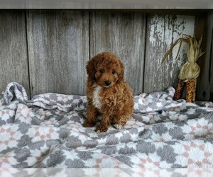 Poodle (Miniature) Puppy for sale in MILLERSBURG, OH, USA