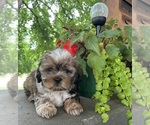 Small #11 Schweenie