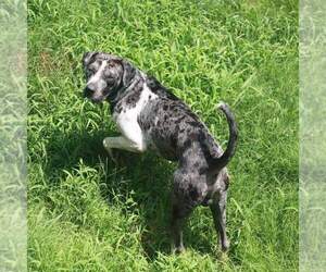 Father of the Catahoula Leopard Dog puppies born on 04/21/2024