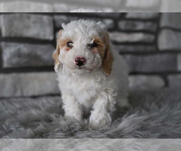 Medium Photo #3 Poodle (Toy) Puppy For Sale in MILLERSBURG, OH, USA