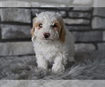 Small #2 Poodle (Toy)