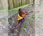 Small #7 American Staffordshire Terrier-Labrador Retriever Mix