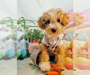 Maltipoo Puppy for sale in STANWOOD, WA, USA