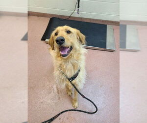 Labrador Retriever-Unknown Mix Dogs for adoption in Ogden, UT, USA