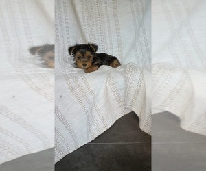 Medium Yorkshire Terrier