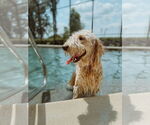 Small #3 Goldendoodle