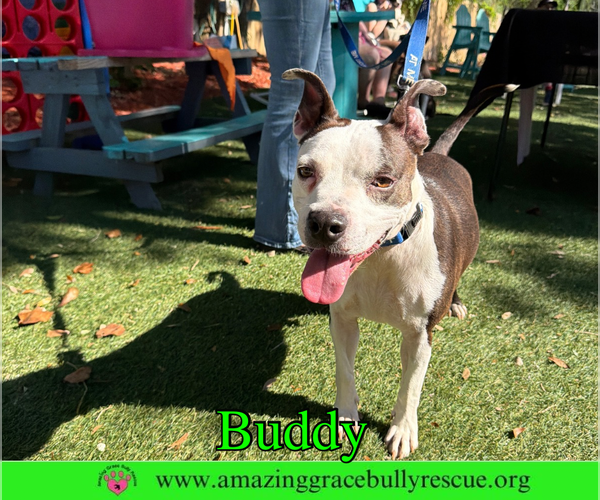 Medium Photo #3 American Pit Bull Terrier-Unknown Mix Puppy For Sale in Milton, FL, USA