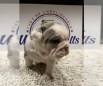 Small Photo #7 Bulldog Puppy For Sale in CENTERVILLE, OH, USA