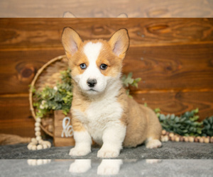 Pembroke Welsh Corgi Litter for sale in WAKARUSA, IN, USA
