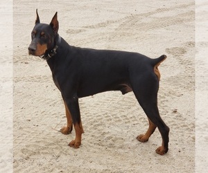 Father of the Doberman Pinscher puppies born on 02/11/2023