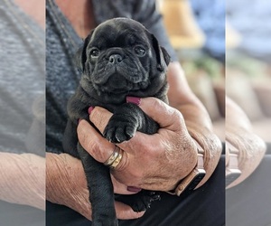 Pug Puppy for sale in MANKATO, MN, USA