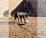 Small #7 Great Dane Mix