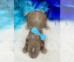 Small Photo #11 Poodle (Miniature) Puppy For Sale in BULLARD, TX, USA