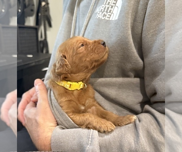 Medium Photo #23 Goldendoodle Puppy For Sale in ORANGEVALE, CA, USA