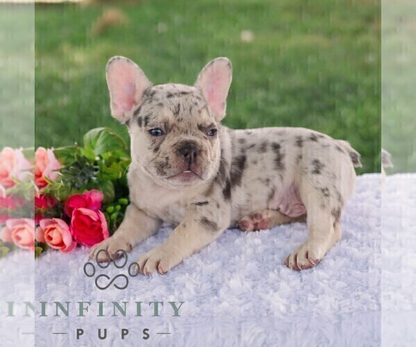 Medium Photo #2 French Bulldog Puppy For Sale in REBERSBURG, PA, USA