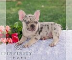 Small #1 French Bulldog