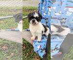 Small #3 Shih Tzu