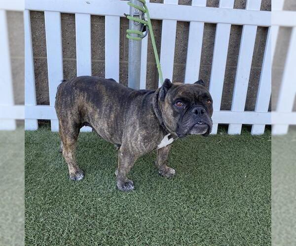 Medium Photo #1 Staffordshire Bull Terrier-Unknown Mix Puppy For Sale in Modesto, CA, USA