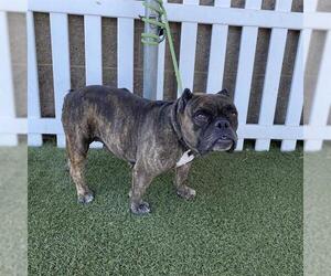 Staffordshire Bull Terrier-Unknown Mix Dogs for adoption in Modesto, CA, USA