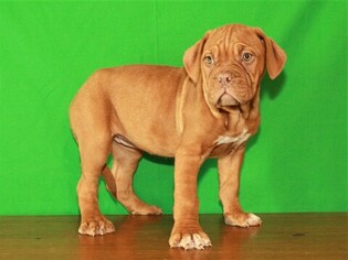 Dogue de Bordeaux Puppy for sale in SHAWNEE, OK, USA
