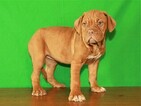 Small Photo #1 Dogue de Bordeaux Puppy For Sale in SHAWNEE, OK, USA