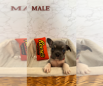 Small Photo #2 French Bulldog Puppy For Sale in FAIRFIELD, CA, USA
