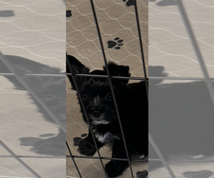 Yorkshire Terrier Puppy for sale in FORT WORTH, TX, USA