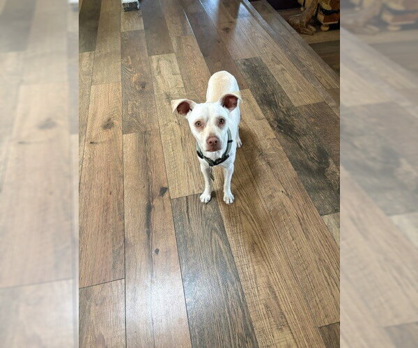 Medium Photo #6 Chihuahua-Unknown Mix Puppy For Sale in Lakewood, CO, USA