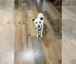 Small #5 Chihuahua Mix