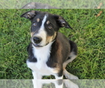 Small Photo #2 Border Collie Puppy For Sale in VALLEY, WA, USA