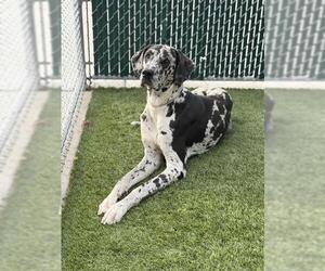 Great Dane Dog for Adoption in Downey, California USA