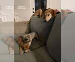 Small #2 Beagle Mix