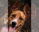 Small #2 Basenji