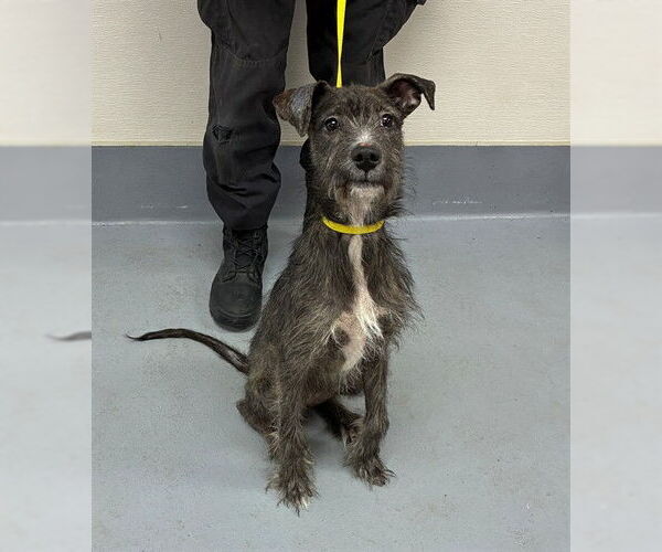 Medium Photo #1 German Wirehaired Pointer-Unknown Mix Puppy For Sale in Louisville, KY, USA