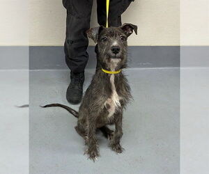 German Wirehaired Pointer-Unknown Mix Dogs for adoption in Louisville, KY, USA