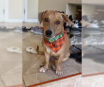 Chance - Male Bassetdor Dog for Adoption - Small photo
