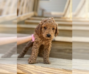 Goldendoodle Puppy for sale in PELHAM, NC, USA