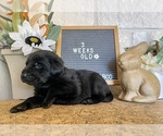 Small Photo #13 Labrador Retriever Puppy For Sale in SEGUIN, TX, USA