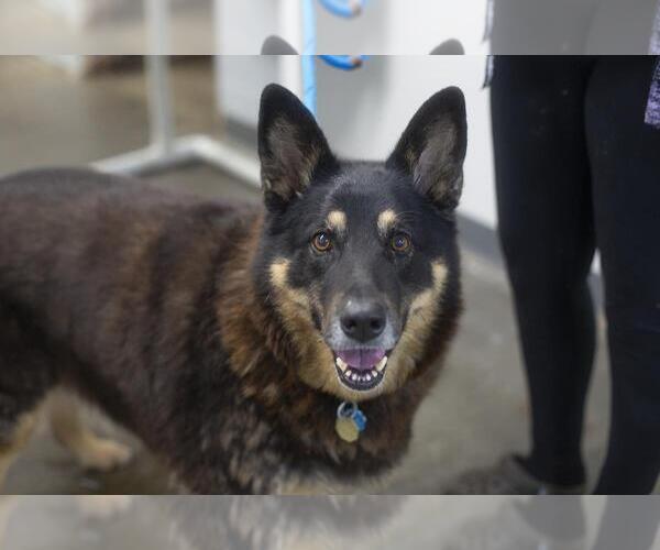 Medium Photo #1 German Shepherd Dog-Unknown Mix Puppy For Sale in Mountain Home, AR, USA