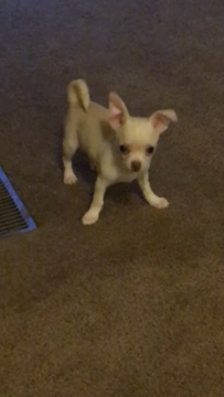 Medium Photo #1 Chihuahua Puppy For Sale in STANTON, KY, USA